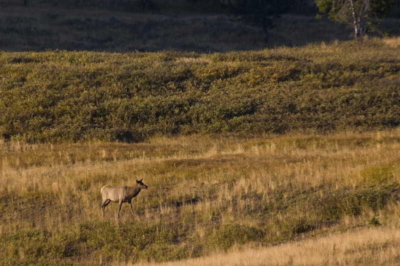 Elk